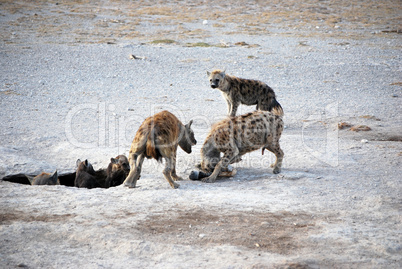 Hyänenrudel im Amboseli-Nationalpark