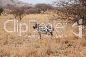 Zebra im Tsavo-Ost Kenya