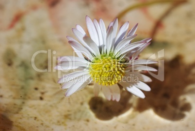 Schwimmendes Gänseblümchen