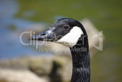 Canada Gans