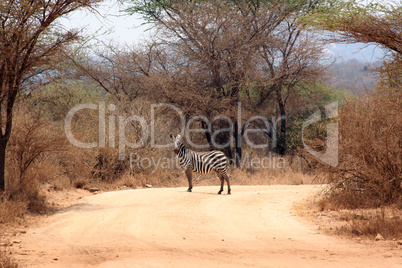 Zebra im Tsavo-Ost Kenya