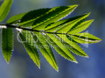 Essigbaum Blatt