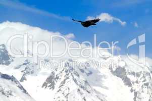 Alpine Chough (Pyrrhocorax graculus)