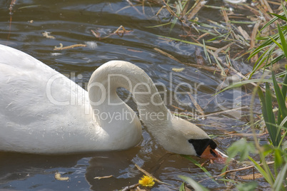 Swan on the pond