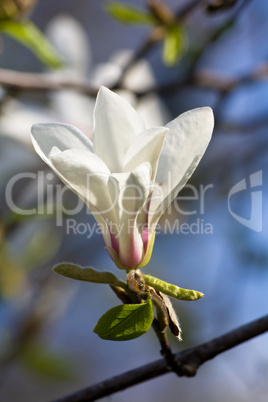 White magnolia blossom