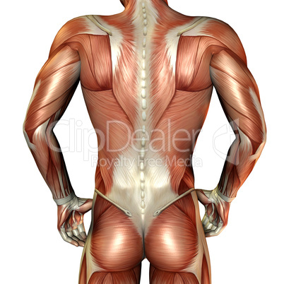 Muskelaufbau männlicher Rücken
