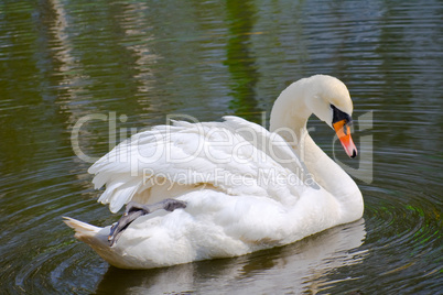 Swan on the lake