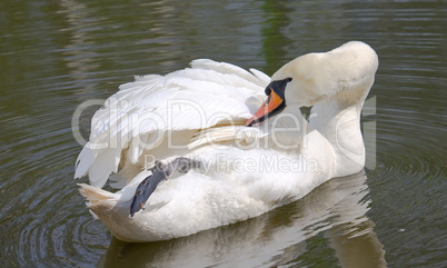 Swan on the lake