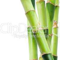 Bamboo