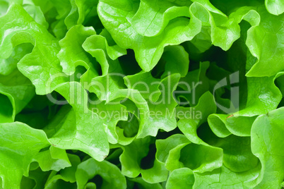 Lettuce