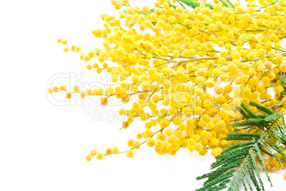 Mimosa