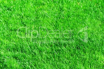 Grass