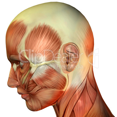 Kopf Seitenansicht Muskelverlauf
