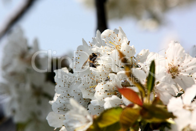 Biene in Kirschblüte