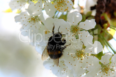 Hummel auf Kirschblüte