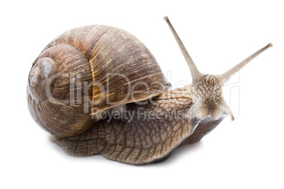 Snail