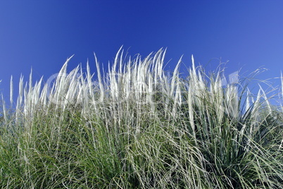 flora and blue sky