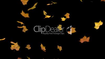 falling leaves - masked 3d animation loop