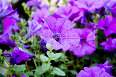 Purple petunias