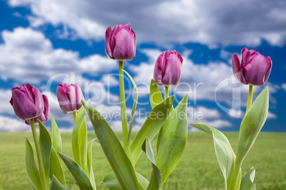 Purple Tulips Over Grass Field and Sky