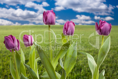 Purple Tulips Over Grass Field and Sky