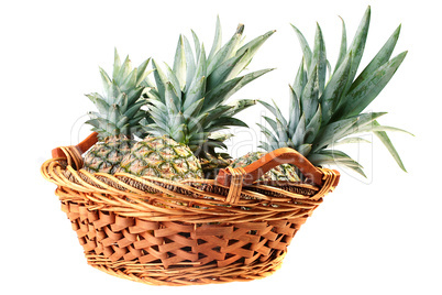 Crop pineapples
