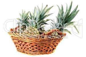 Crop pineapples