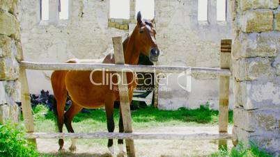 Stallion in the stalls