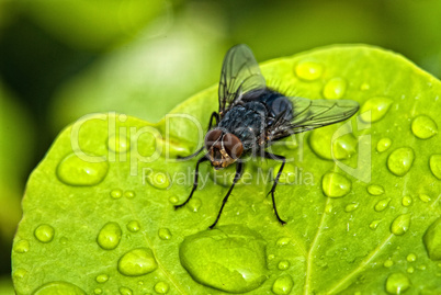 Black Fly over a Green Leaf with Water Drops