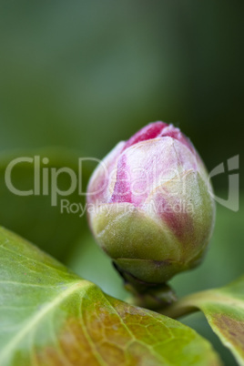 Red Camelia, Italy