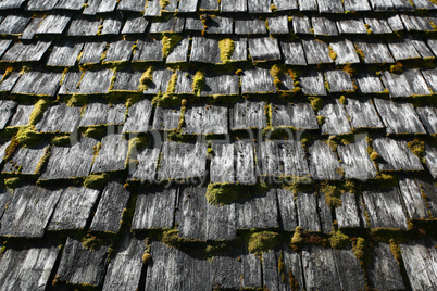 Roof shingles with moss