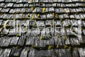 Roof shingles with moss