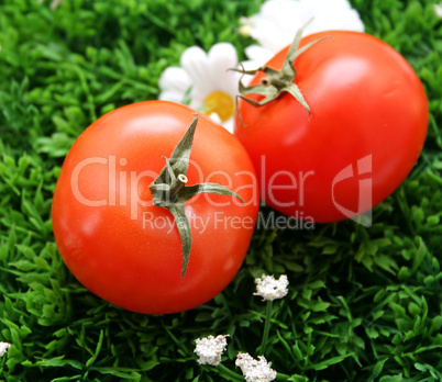 Tomaten