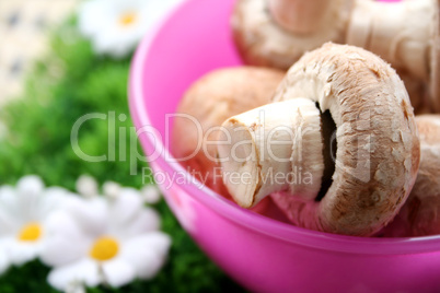 braune Champignons