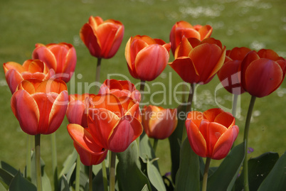 red tulips