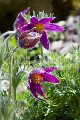 Gewöhnliche Kuhschelle - Pulsatilla vulgaris Mill.