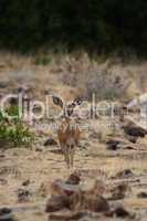 Steinböckchen (Raphicerus campestris)