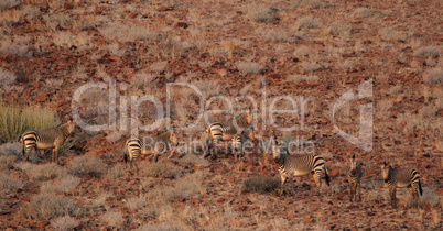 Bergzebras (Equus zebra hartmannae)