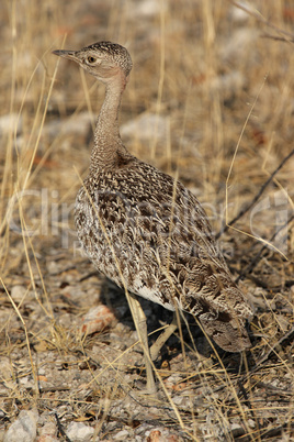 Rotschopftrappe (Eupodotis ruficrista)