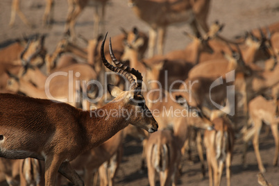 Schwarznasenimpalas (Aepyceros melampus petersi)