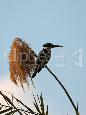 Graufischer (Ceryle rudis)