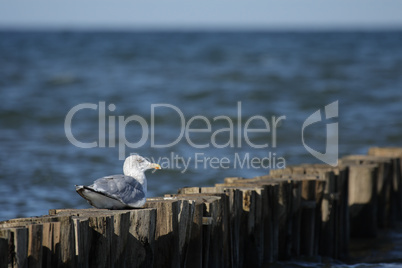 Silbermöwe (Larus argentatus)