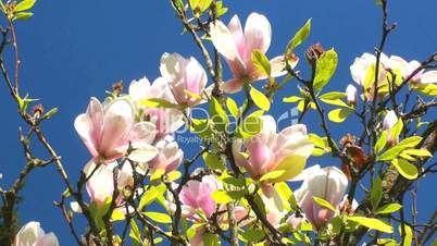 magnolienbaum