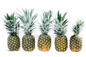Five pineapples