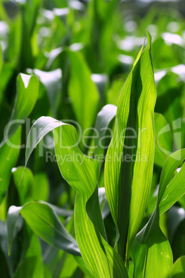 Growing corn Growing corn