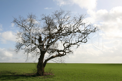 Gnarly old tree