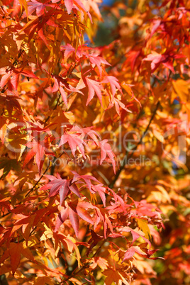 Japanese Maple Tree