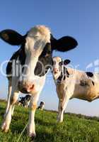 Attentive Cows