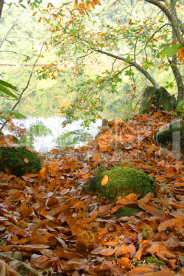 Autumn in the forest