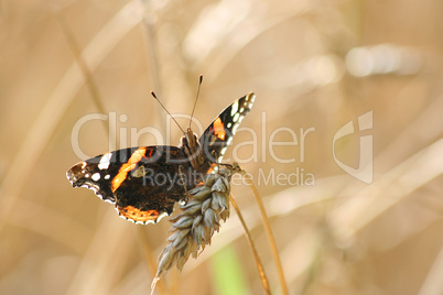Backlighted Red Admiral